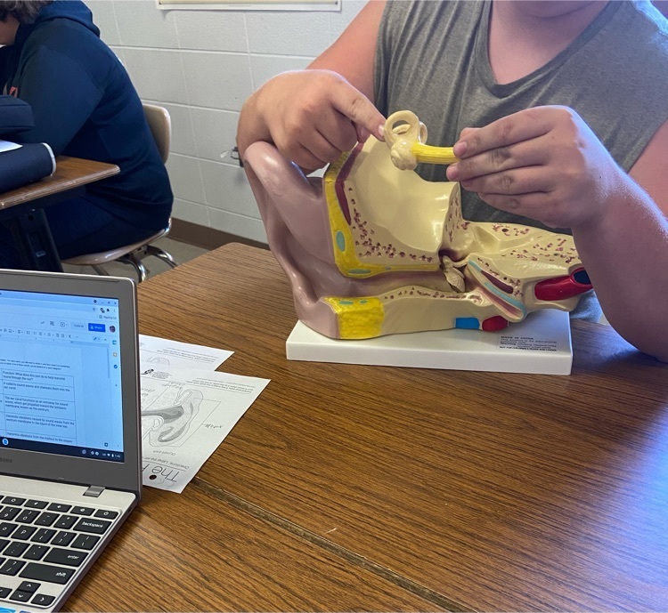 Students in 9th science using the ear model to teach each other about human hearing 